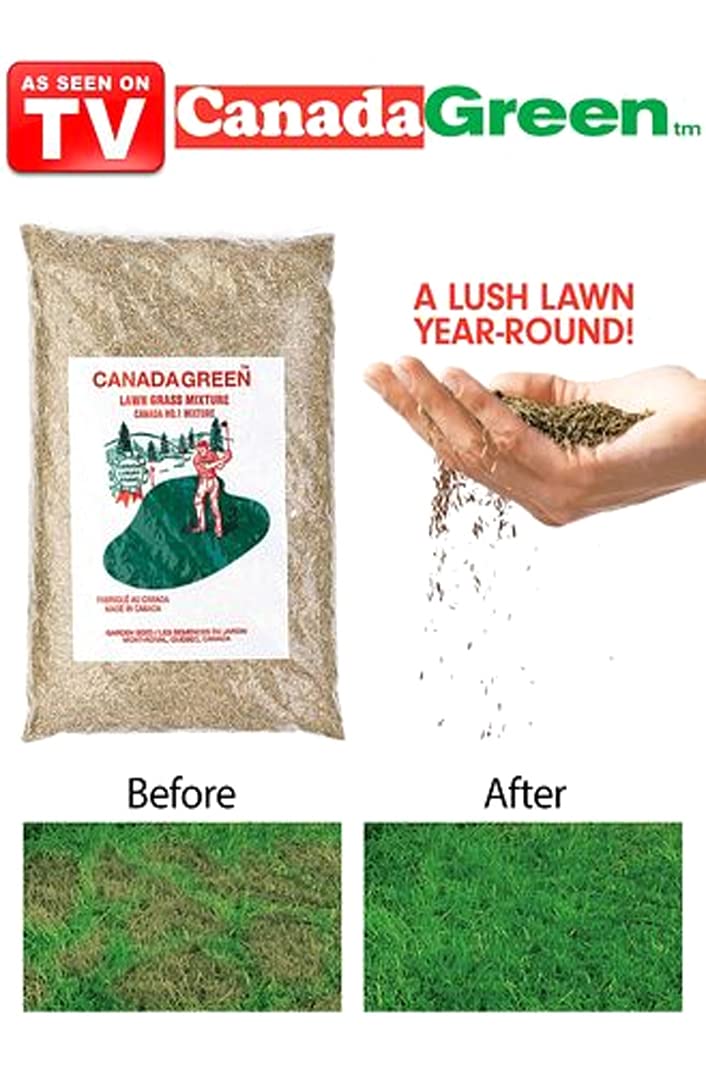 Canada Green Grass Lawn Seed close-up, uniform seeds for dense, even turf.