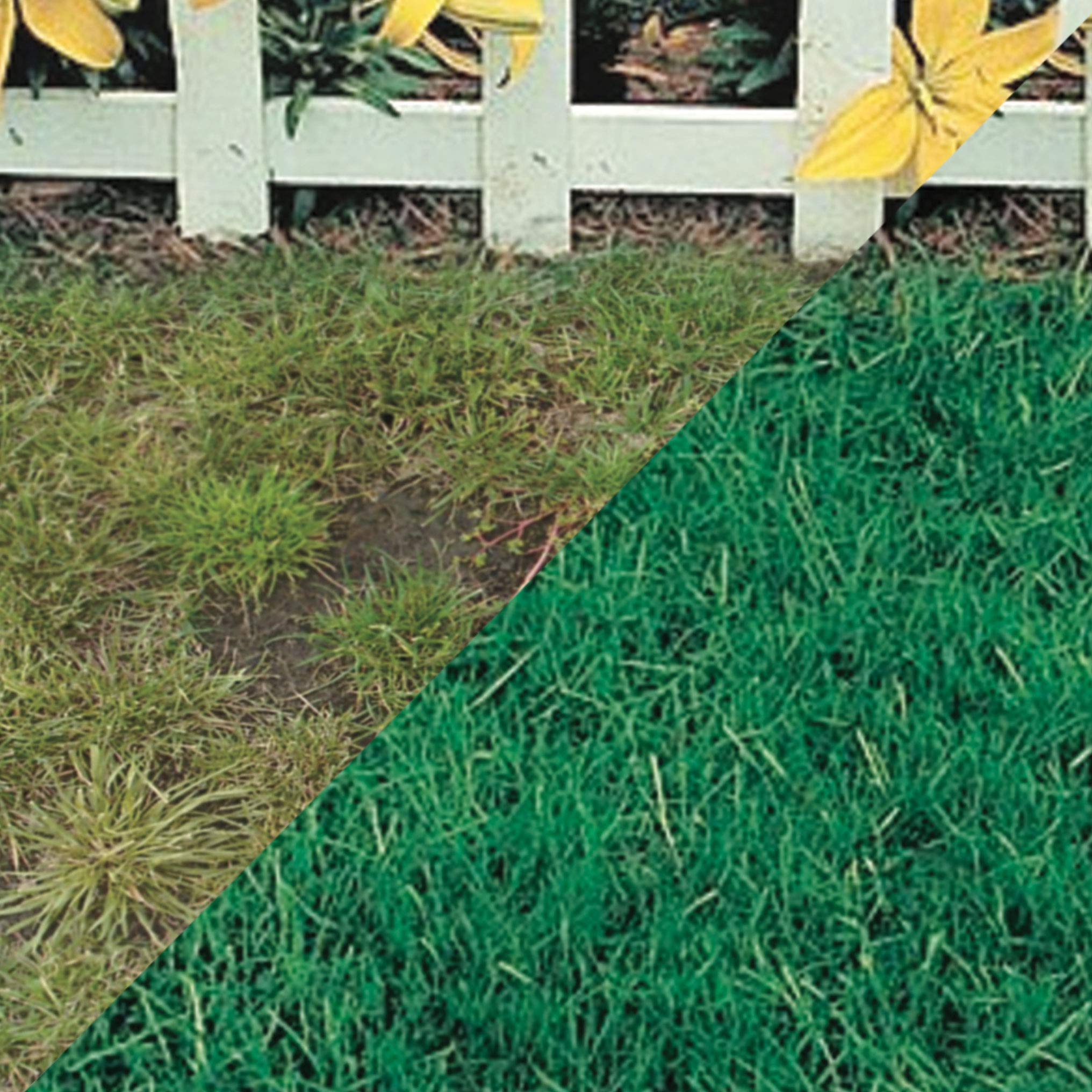 Canada Green grass seed closeup texture highlighting premium seed blend.