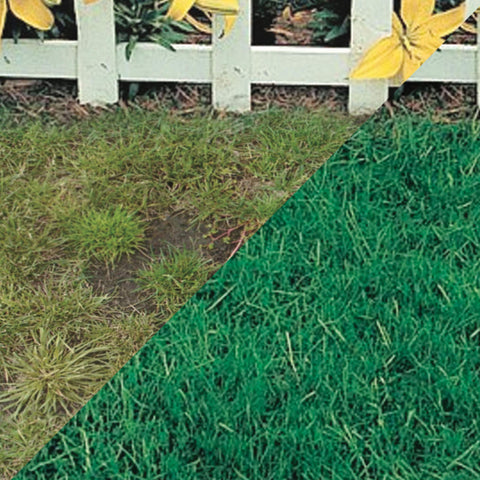 Canada Green grass seed closeup texture highlighting premium seed blend.