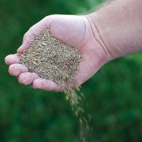 Canada Green seed sowing in yard shows even distribution.