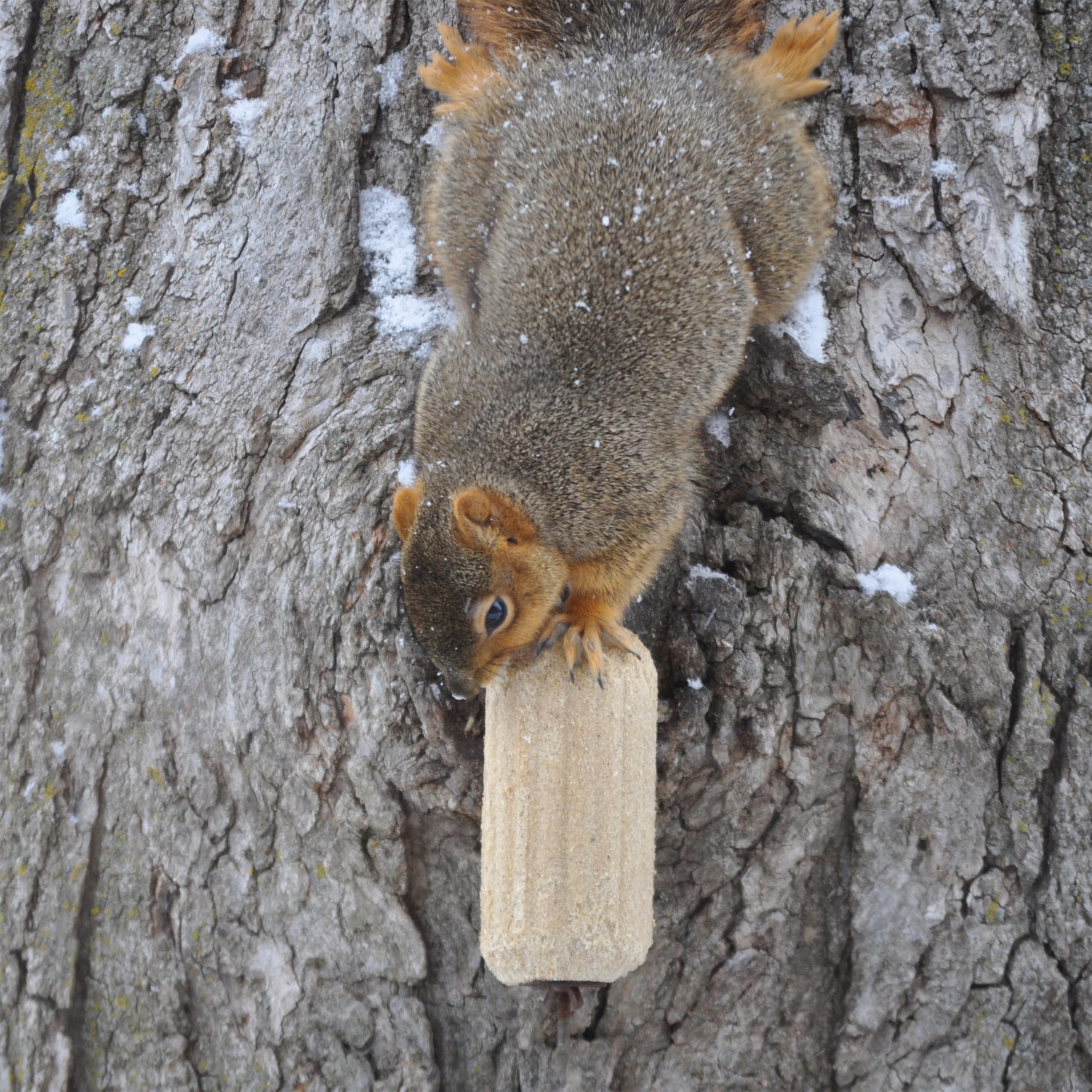 Squirrelog on a feeder demonstrates long-lasting snacking.