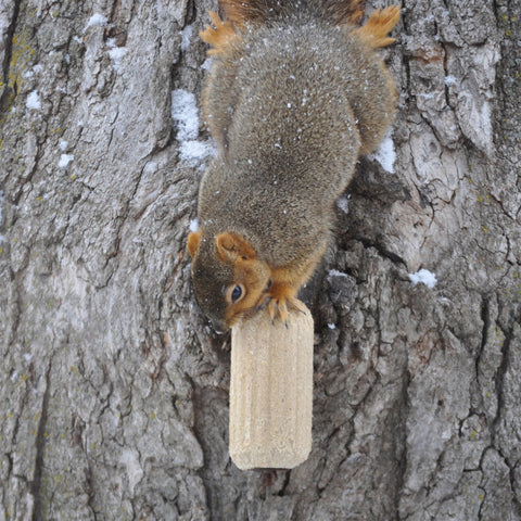 Squirrelog on a feeder demonstrates long-lasting snacking.