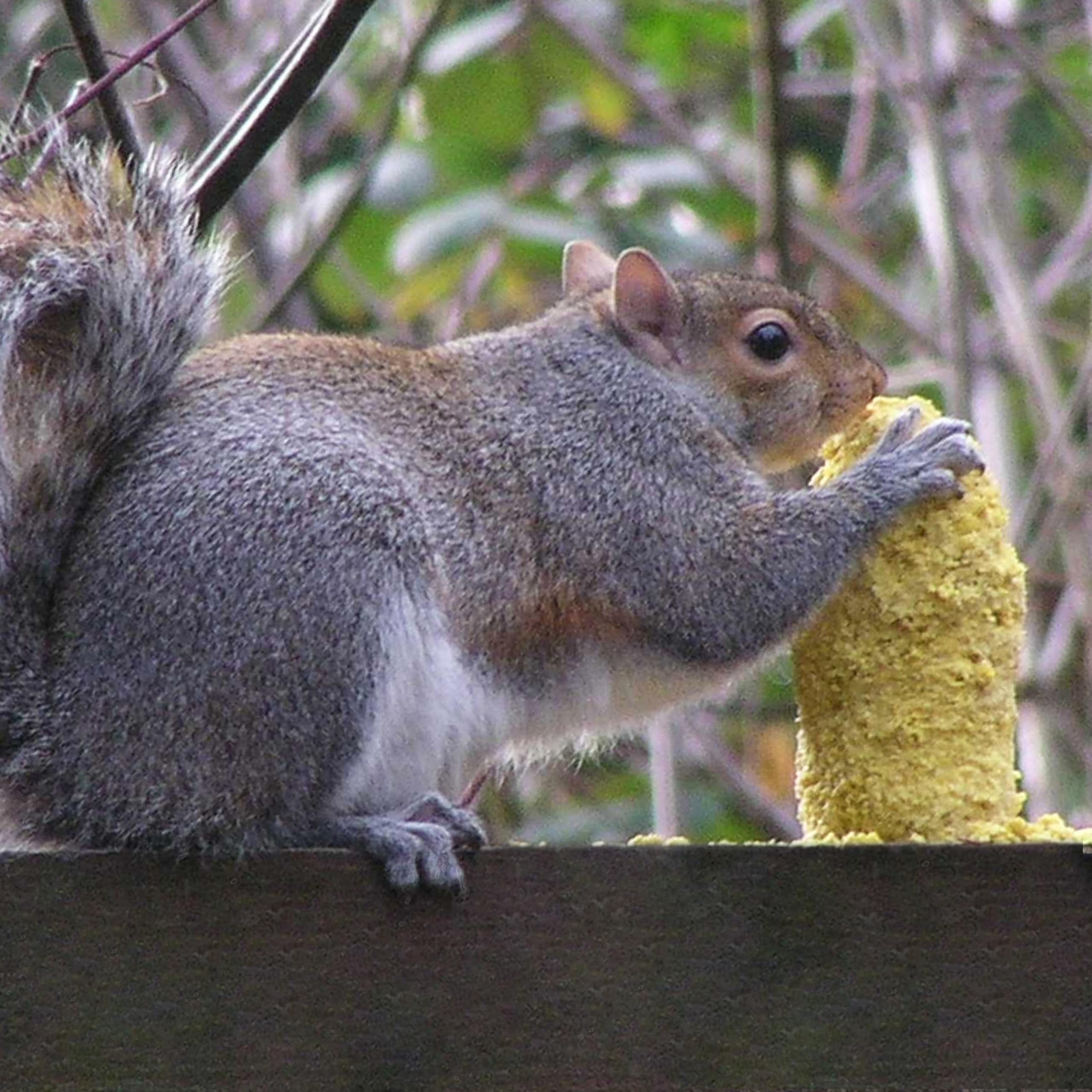 Two-pack Squirrelogs provide extended wildlife entertainment.