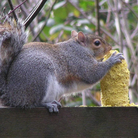 Two-pack Squirrelogs provide extended wildlife entertainment.