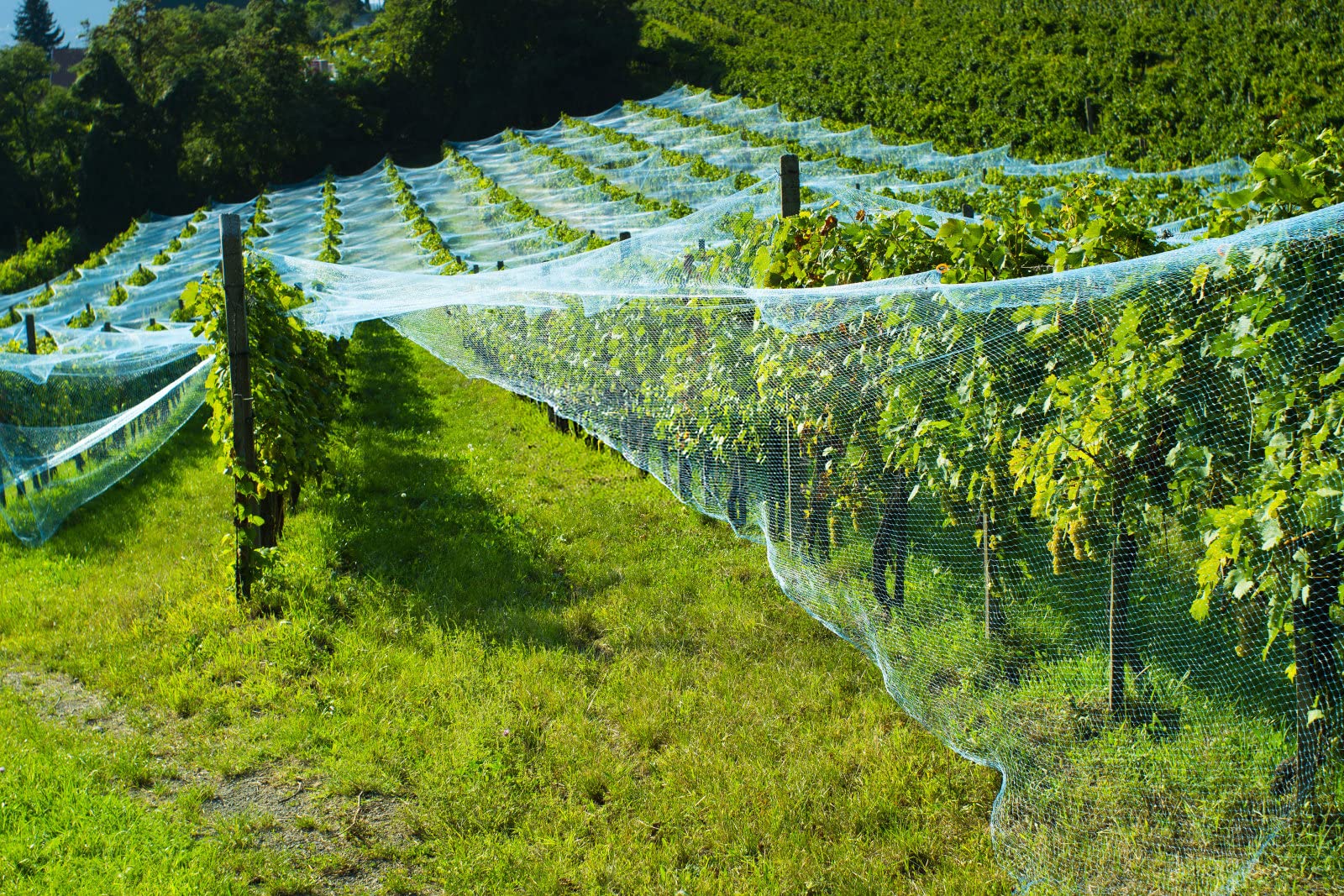 CandyHome large mesh design provides broad coverage for crops.