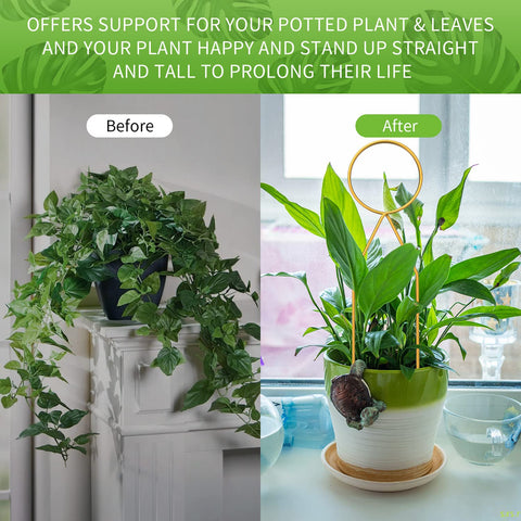 CANIPHA easy-install plant trellis; plug into soil without tools.