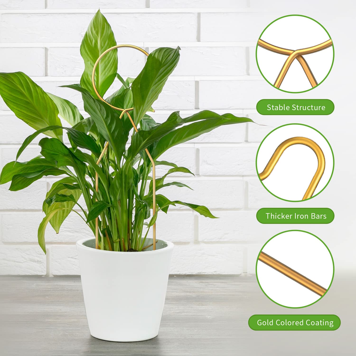 CANIPHA premium iron trellis with gold coating adds decorative support indoors.