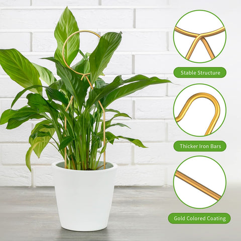 CANIPHA premium iron trellis with gold coating adds decorative support indoors.