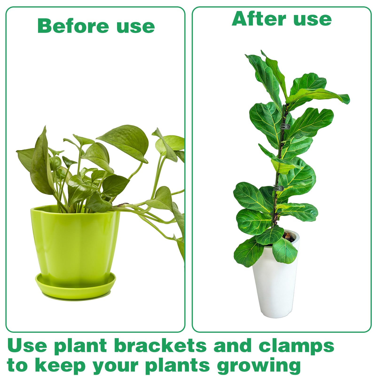 CANIPHA stake inserted in a pot to support plant growth