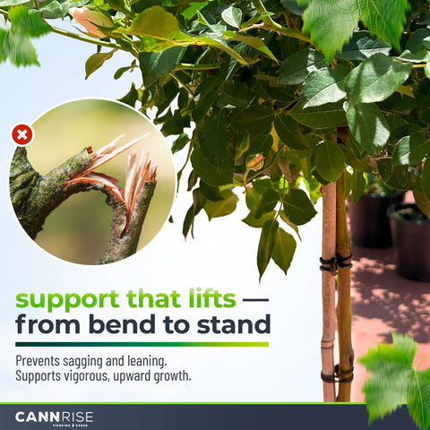 70-pack of Cannrise anchor bands ready for full-season trellising and maintenance.