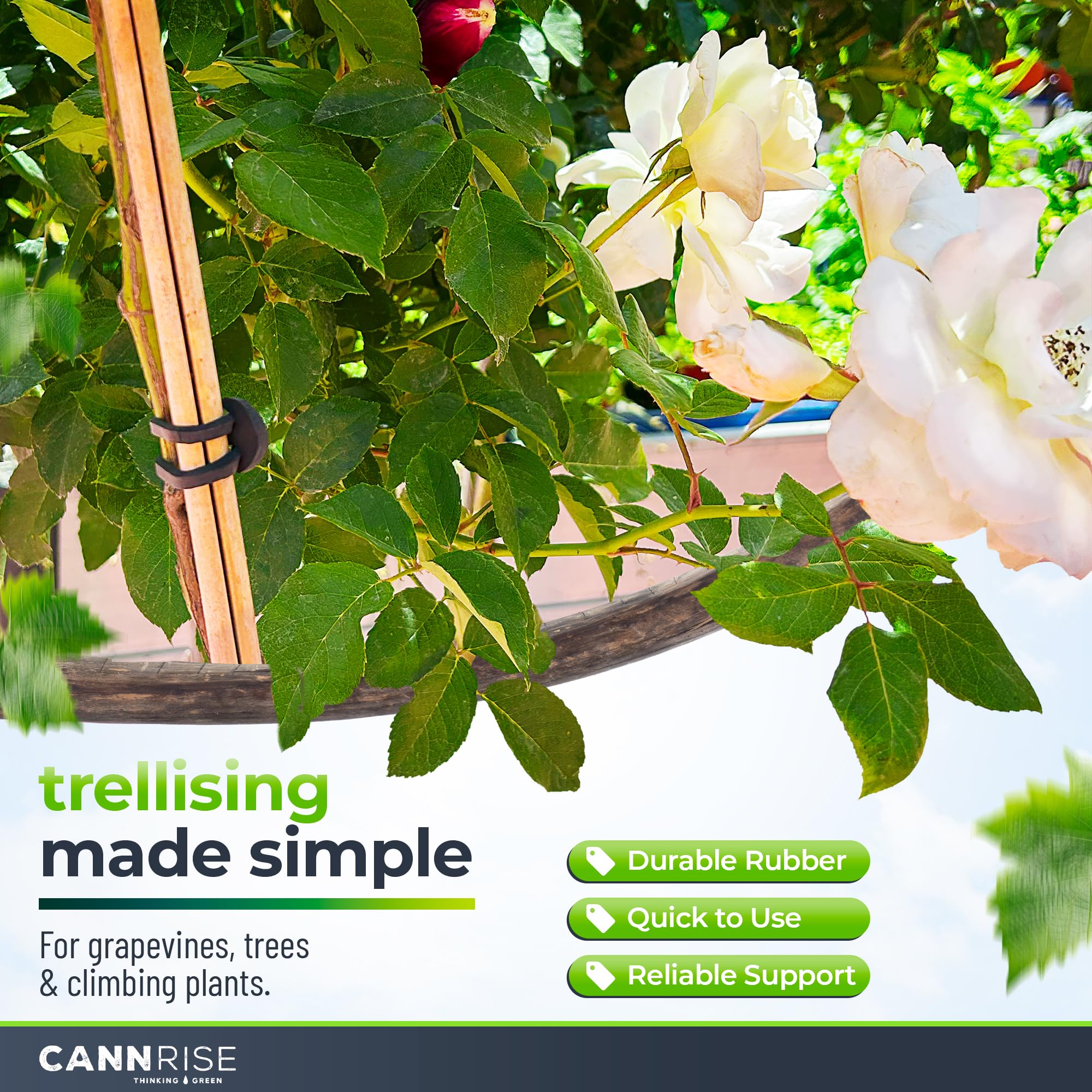 Cannrise loop-design bands enabling tool-free installation during pruning.