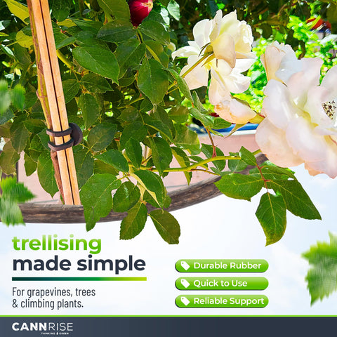 Cannrise loop-design bands enabling tool-free installation during pruning.