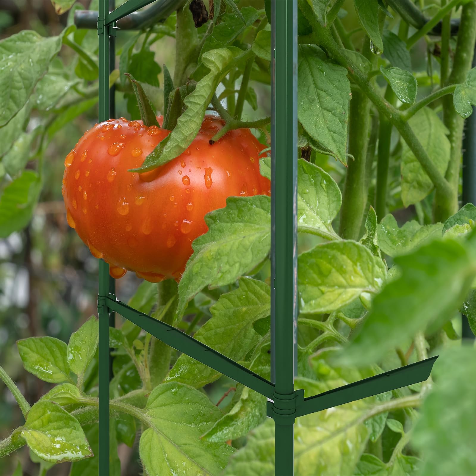 Caonysh multipurpose garden supports for tomatoes, peppers, and flowers.