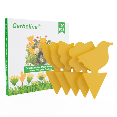 Carbelina fruit fly traps indoors attract and capture pests effectively.