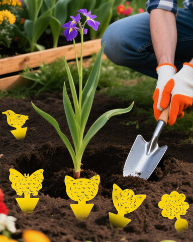 Carbelina Gnat Traps ideal for homes and gardens: keeps plant areas pest-free.