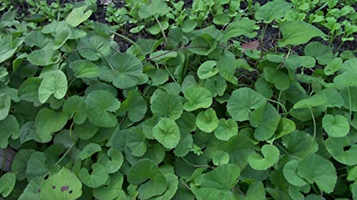 CaribbeanGarden Gotu Kola thriving as a versatile border in moist soils.