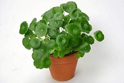 CaribbeanGarden Centella asiatica leaf close-up; scalloped edges ideal for moist, shady ground cover.