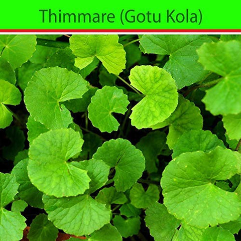 CaribbeanGarden Gotu Kola pinkish flowers blooming in a garden bed.