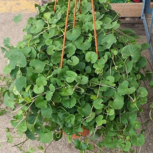 CaribbeanGarden Centella asiatica growing in a pot for shade-friendly cultivation.
