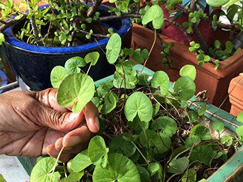 CaribbeanGarden Gotu Kola seeds pack; ideal for container sowing and starting a herb garden.