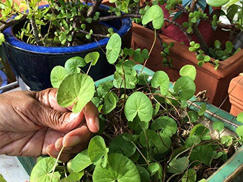 CaribbeanGarden Gotu Kola seeds pack; ideal for container sowing and starting a herb garden.