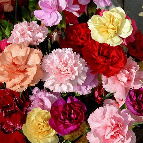 3000 Mixed Carnation Seeds bloom in a sunny garden bed for vibrant color