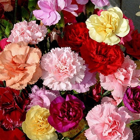 3000 Mixed Carnation Seeds bloom in a sunny garden bed for vibrant color