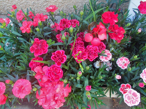 Carnation seeds in patio pots creating a colorful, long-lasting centerpiece