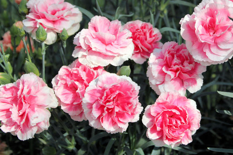 Attracts butterflies and bees with fragrant, showy flowers in borders