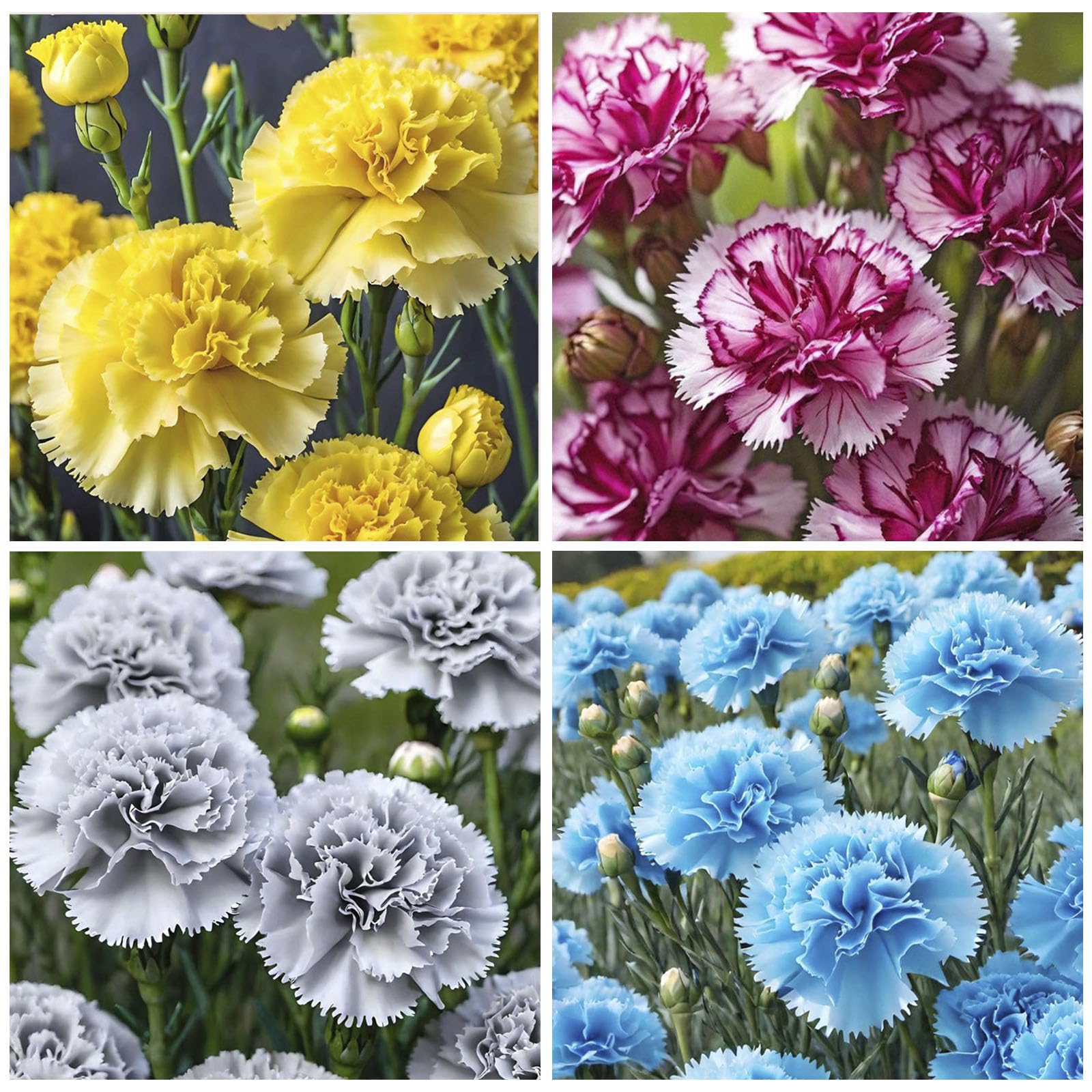 Carnation seeds with double-petaled flowers for elegant bouquets