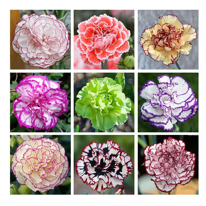 Mixed carnation seeds garden display with vibrant border-ready blooms