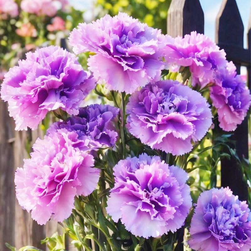 Mixed carnation seeds garden attracts bees and butterflies