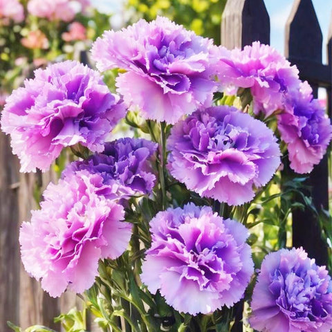 Mixed carnation seeds garden attracts bees and butterflies