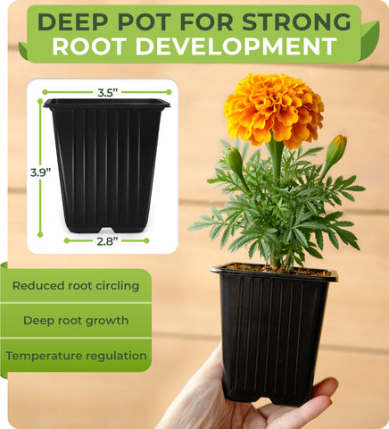 Carpathen 60-pack square seedling pots keeps seedlings organized.
