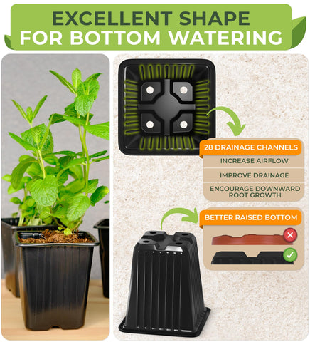 Carpathen four-outlet drainage design prevents soggy soil.