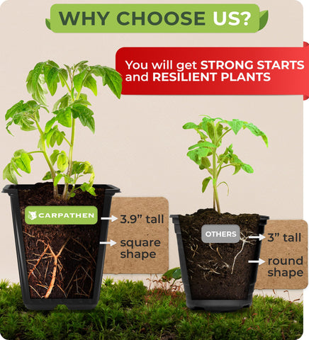 Carpathen square pots enable easy transplant and root airflow.