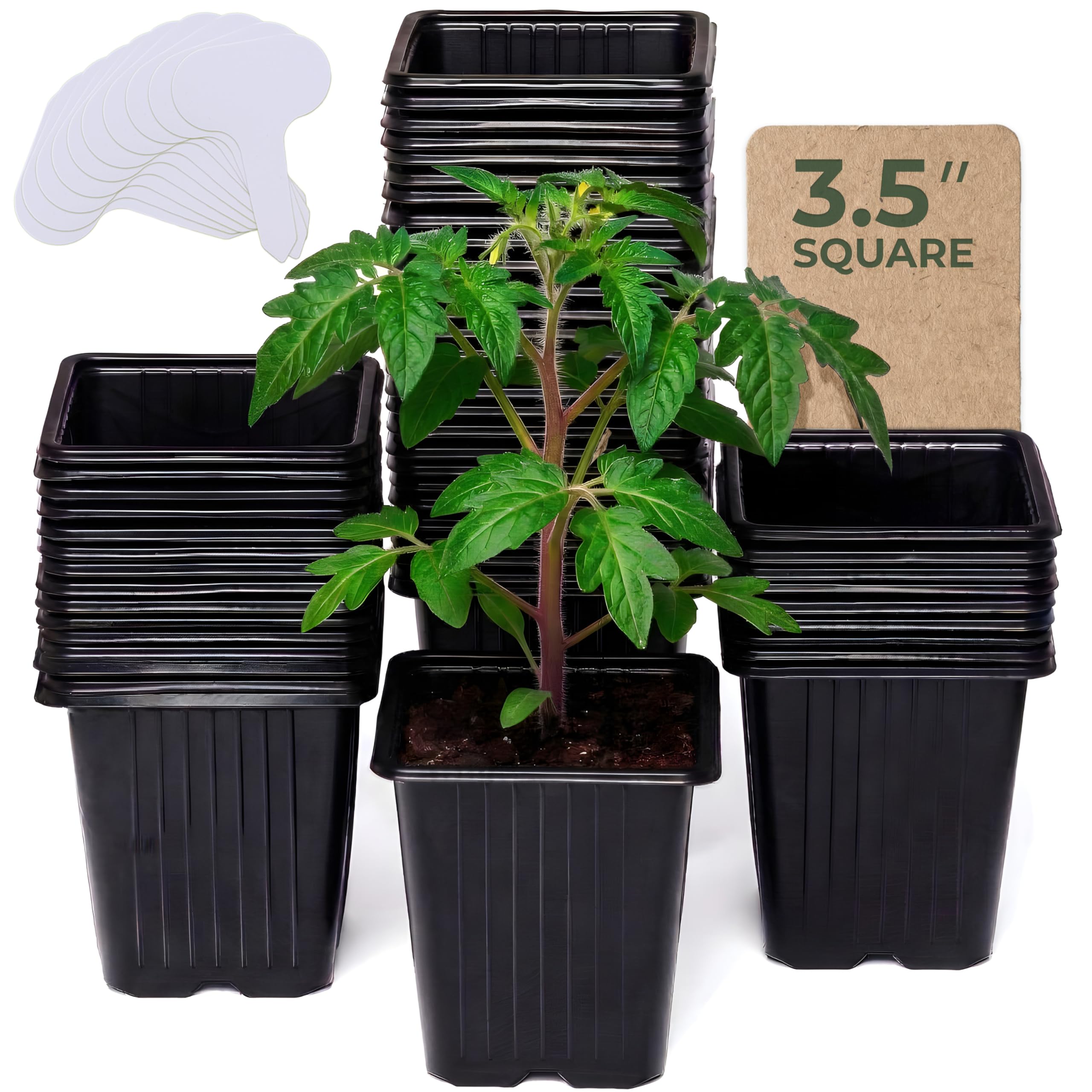 Carpathen square seedling pots with drainage holes for healthy transplants.