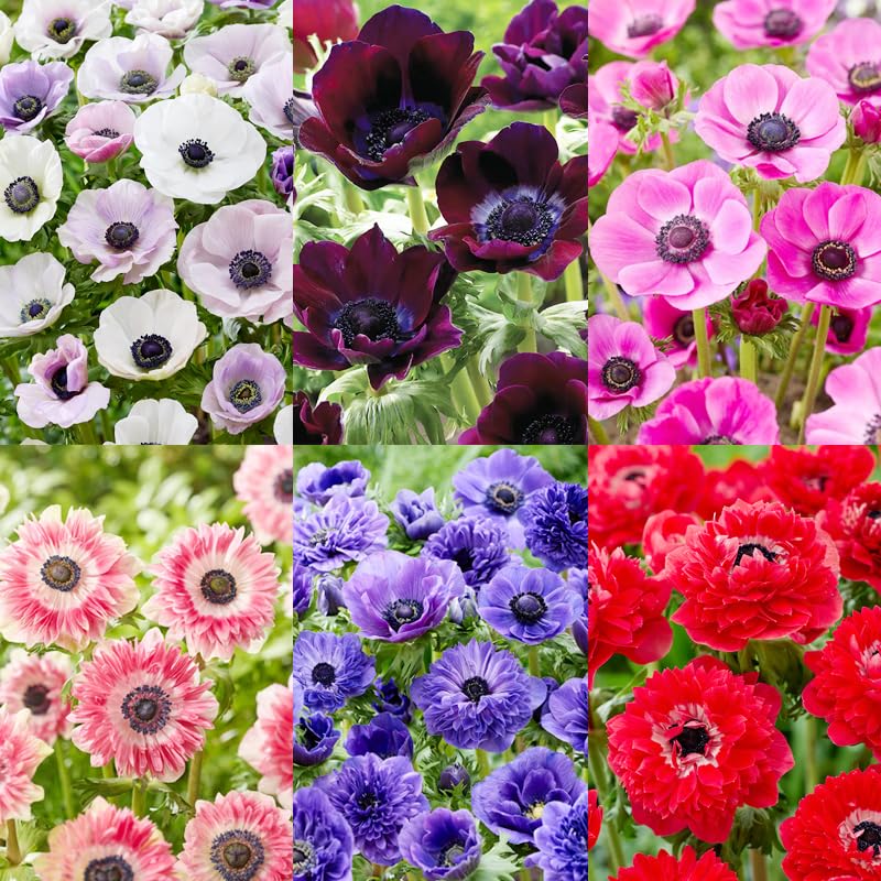 Carpet Creeping 100+ anemone seeds pack ready for planting in gardens