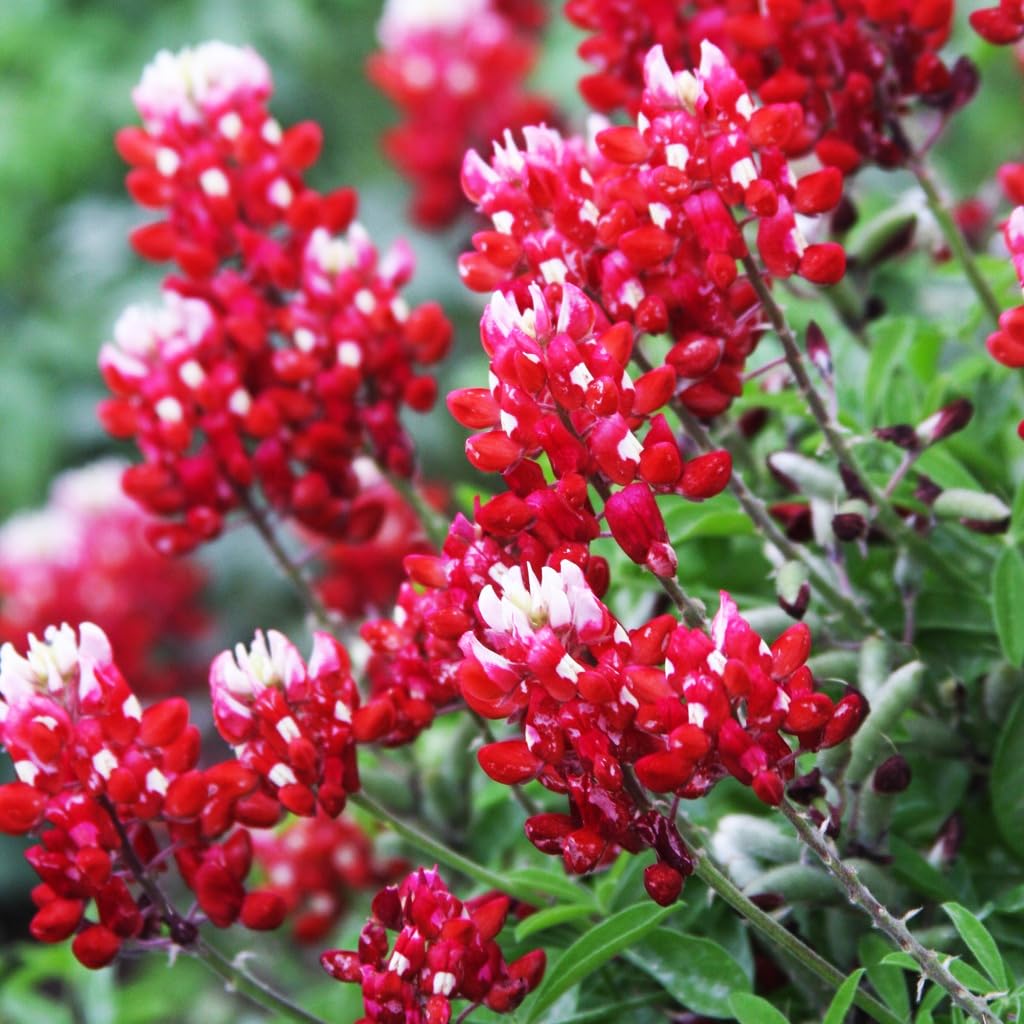 Carpet Creeping 1000plus red Texas bluebonnet seeds front pack ready for planting