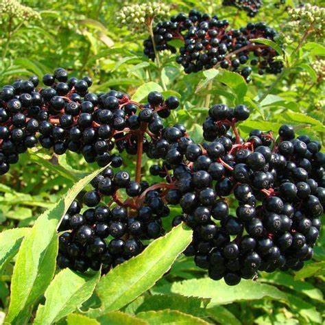 Carpet Creeping elderberry seeds pack for outdoor edible landscape planting.