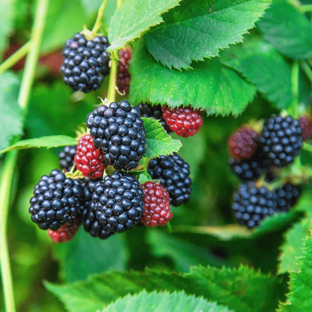 Carpet Creeping blackberry seeds pack shows blooming clusters for an easy-to-grow garden.