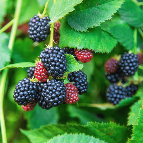 Carpet Creeping blackberry seeds pack shows blooming clusters for an easy-to-grow garden.