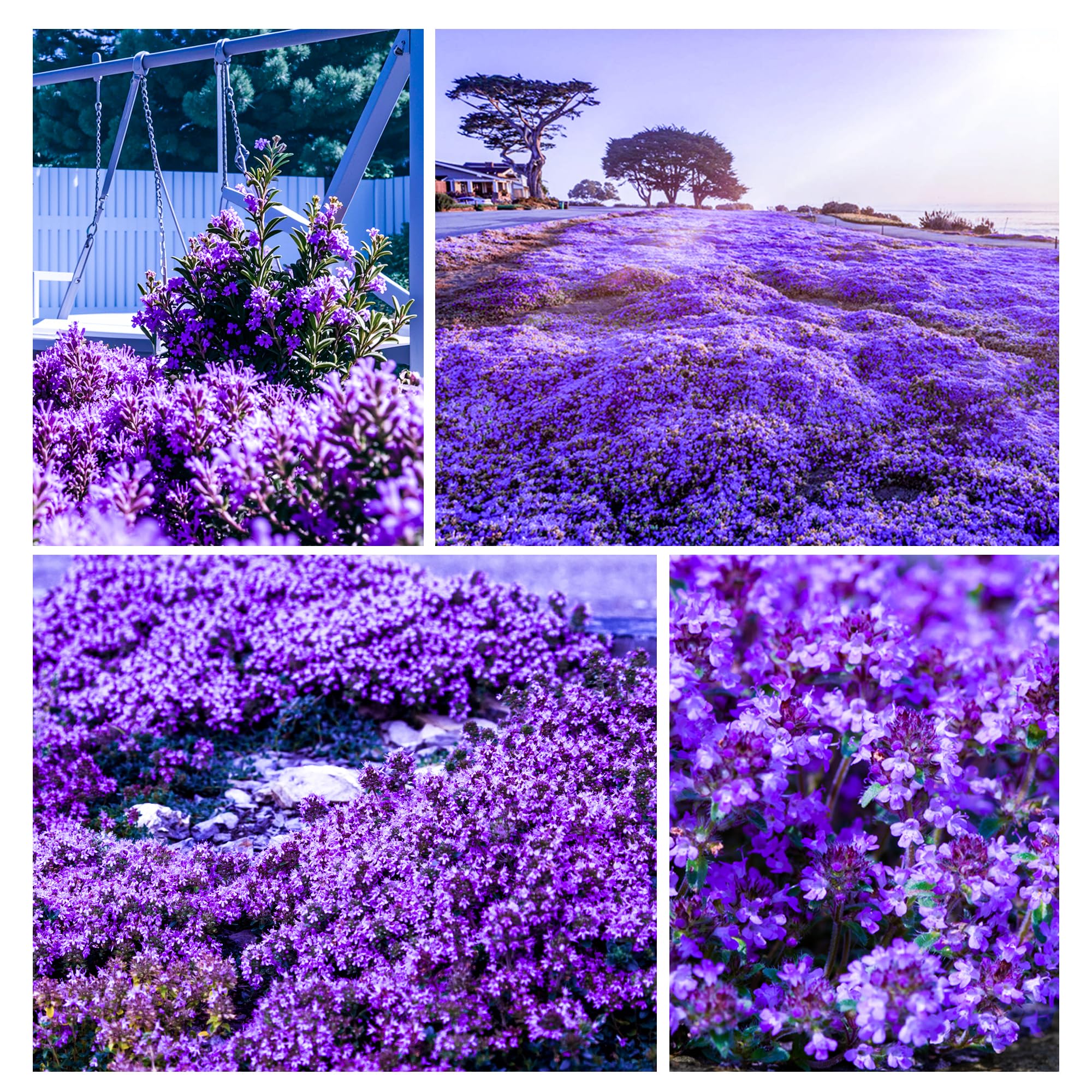 Carpet Creeping thyme seeds pack for outdoor ground cover and biodiversity.