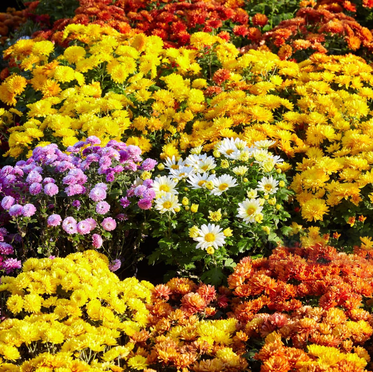 Carpet Creeping 300-plus mixed color mums seed pack for vibrant garden color.