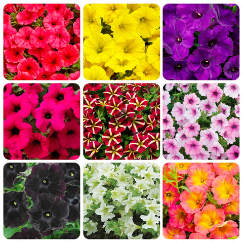 Carpet Creeping Petunia seeds mix packet for vibrant garden color