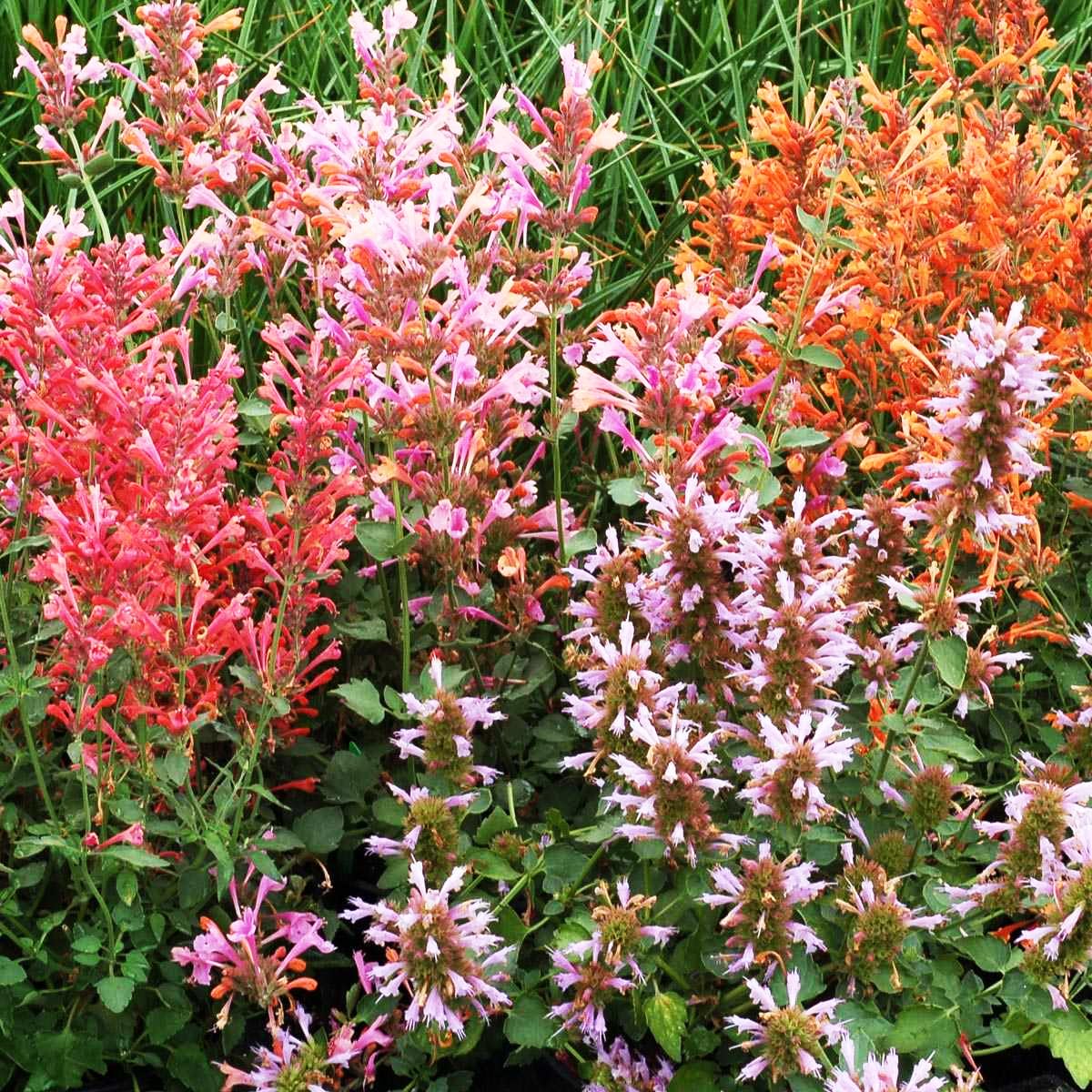 Carpet Creeping agastache flowers attract hummingbirds in sunny borders.
