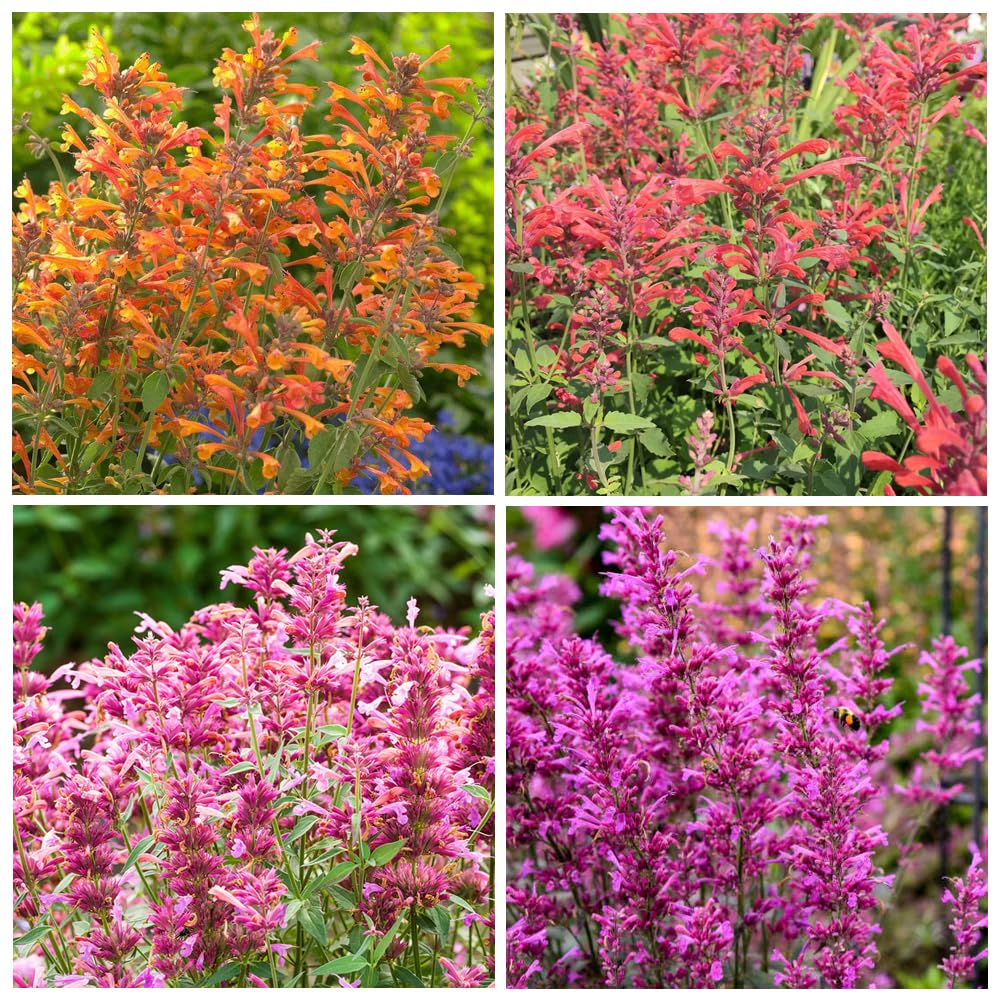 Carpet Creeping agastache seeds for outdoor planting attract pollinators.