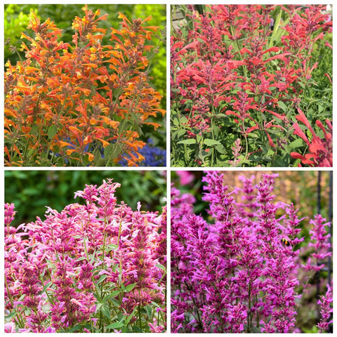 Carpet Creeping agastache seeds for outdoor planting attract pollinators.