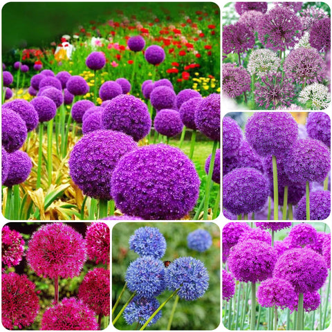 Carpet Creeping Allium giganteum seed bag for easy outdoor planting and color.