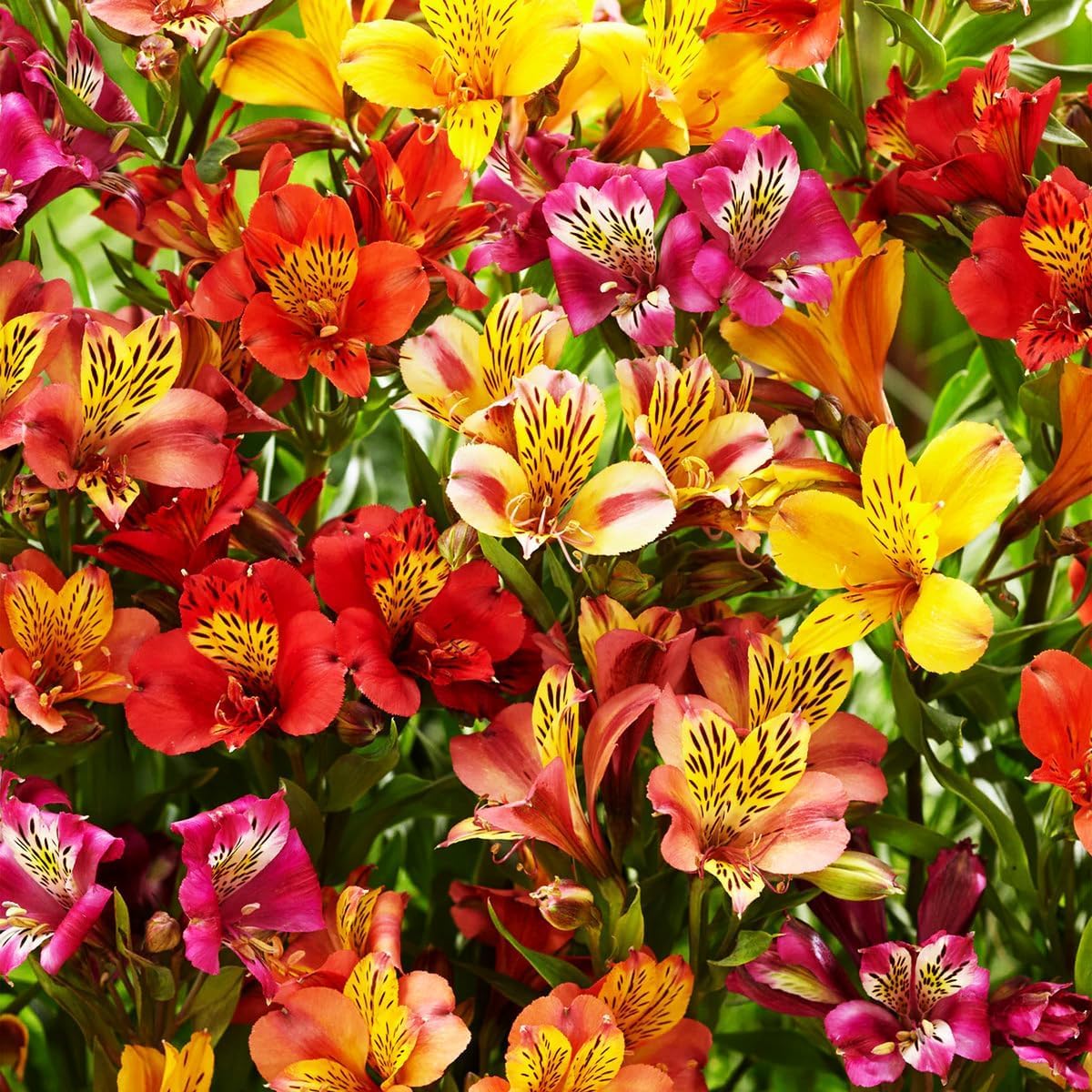 Carpet Creeping color-variety alstroemeria plants, long-lasting blooms for borders.